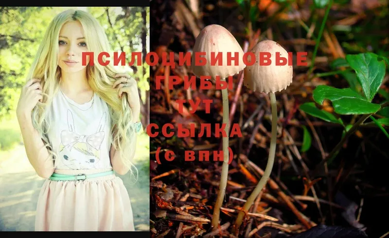 Псилоцибиновые грибы Psilocybine cubensis  Соликамск 